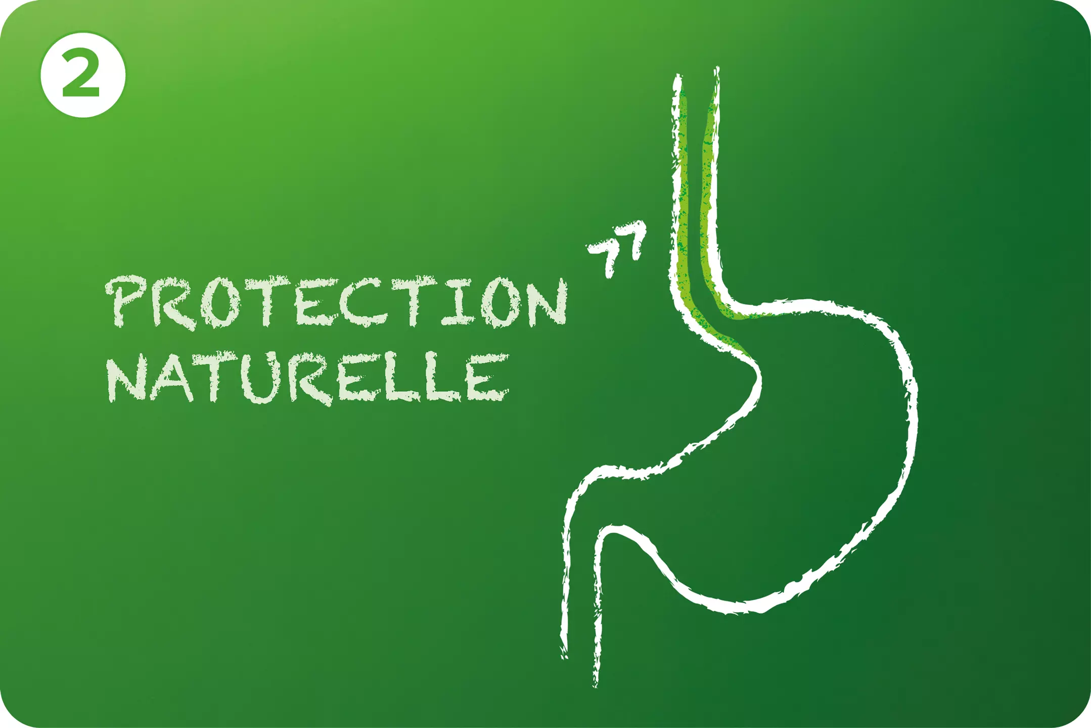 illustration-protection-naturelle-se-pose-sur-l'oesophage
